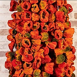 Dolmalık Tatlı Biber 1 Dizim